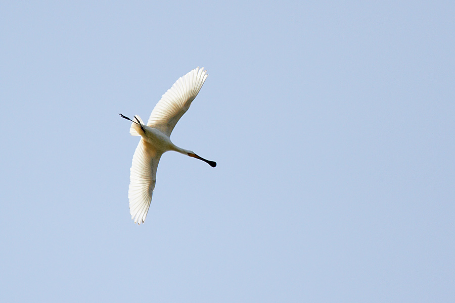 Skedstork / Spoonbill Platalea leucorodia v