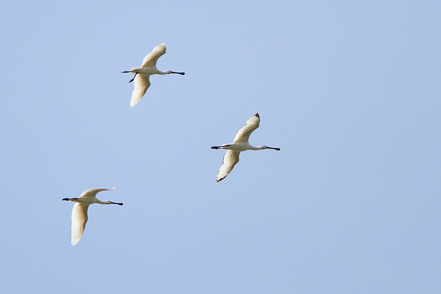 Skedstork / Spoonbill Platalea leucorodia Skedstork / Spoonbill Platalea leucorodia 