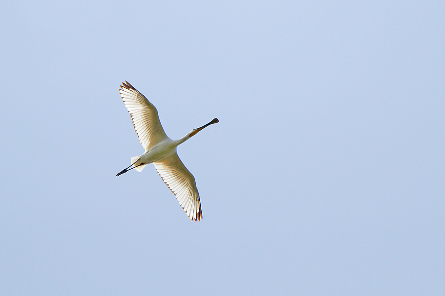 Skedstork / Spoonbill Platalea leucorodia 