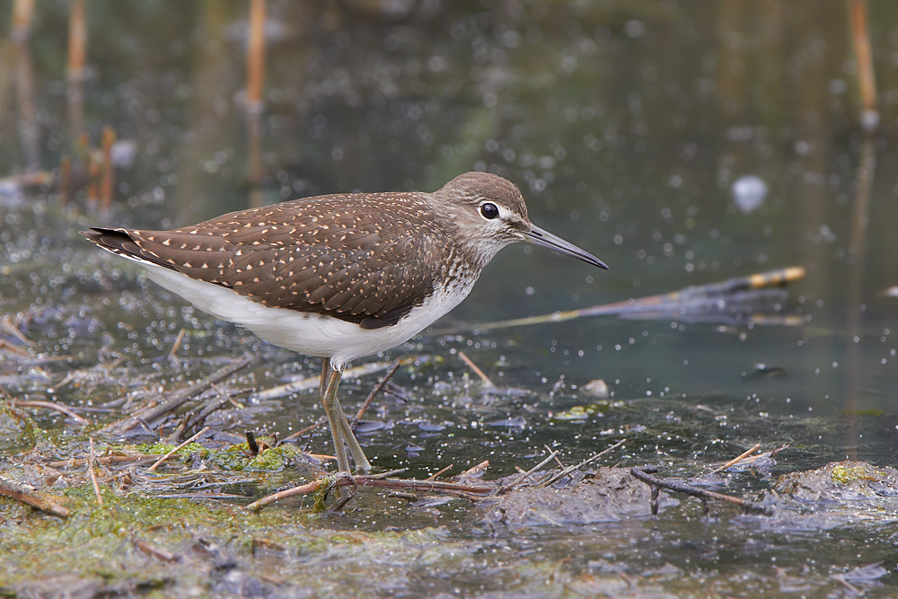 Skogssnppa / Green Sandpiper Tringa ochropus 