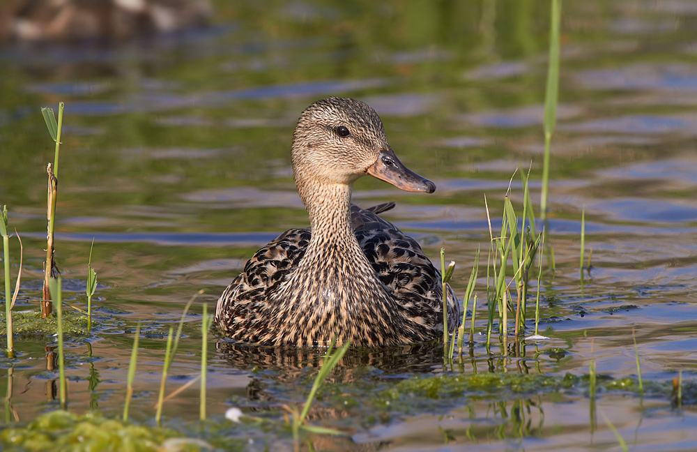 Snatterand /Gadwall Anas strepera 