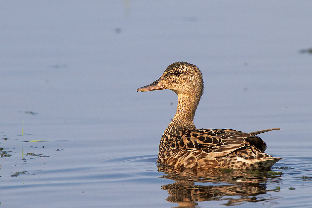 Snatterand /Gadwall Anas strepera 