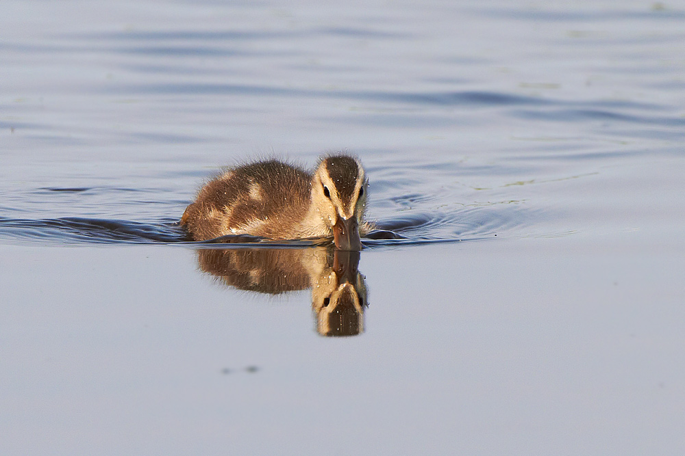 Snatterand /Gadwall Anas strepera 