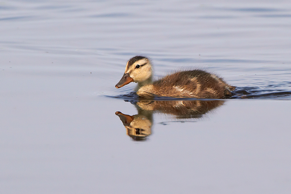 Snatterand /Gadwall Anas strepera 