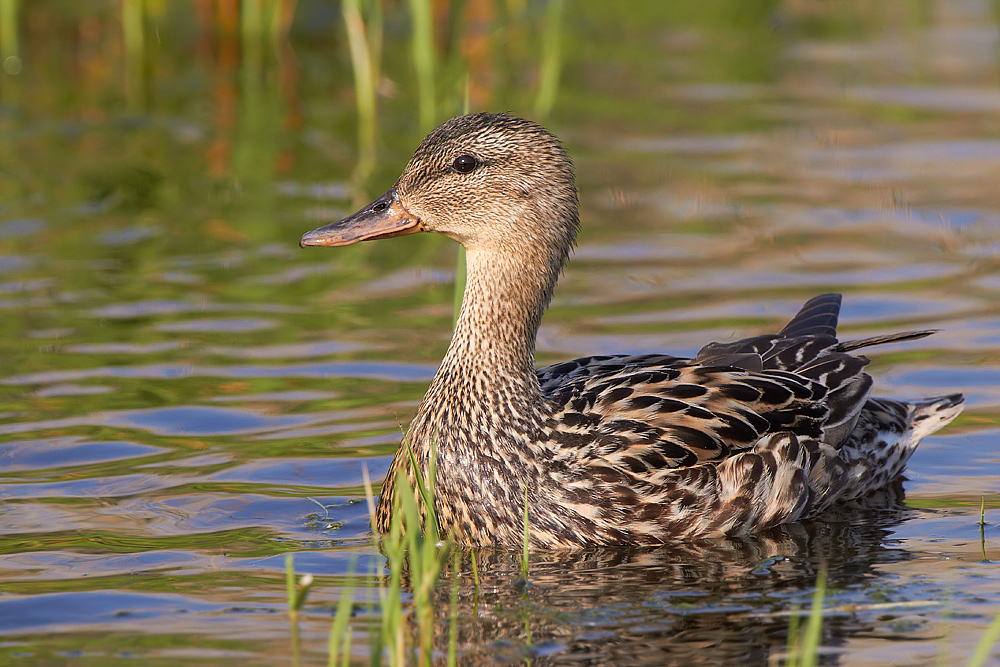 Snatterand /Gadwall Anas strepera 