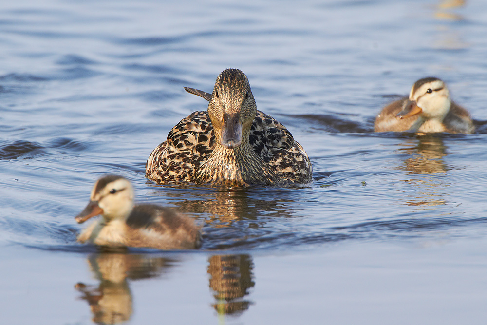 Snatterand /Gadwall Anas strepera 