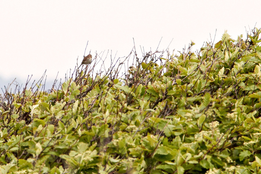 Sngsparv / Song Sparrow Melospiza melodia