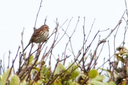 Sngsparv / Song Sparrow Melospiza melodia