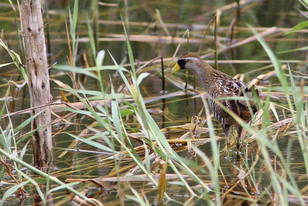 Karolinasumphöna / Sora Porzana carolina 