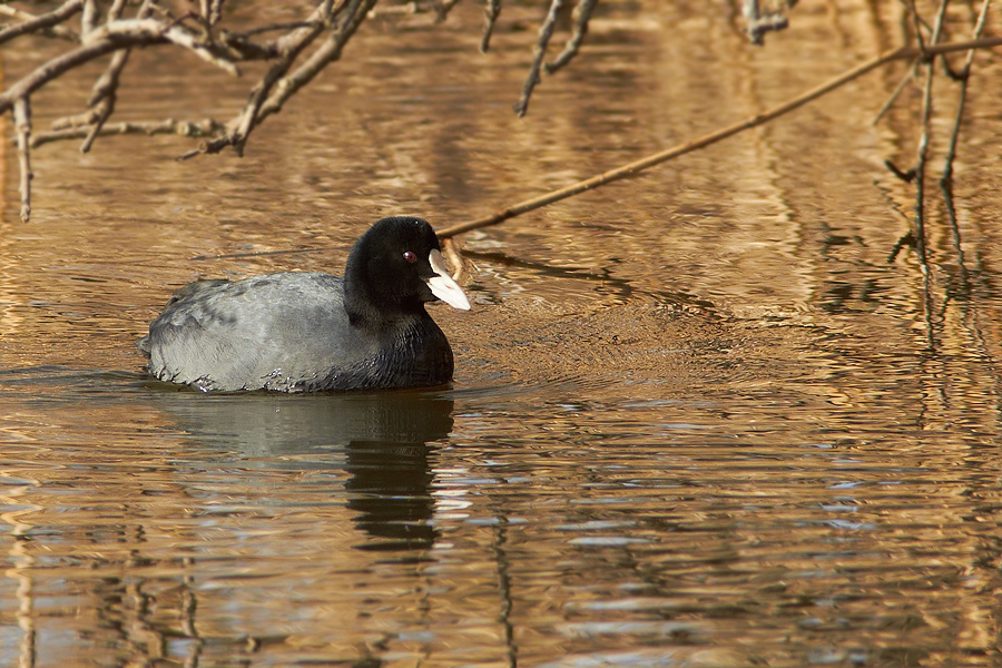 Sothna / Coot Fulica atra 