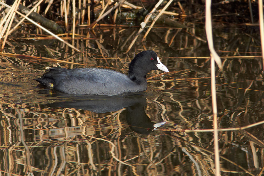 Sothna / Coot Fulica atra 