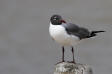 Sotvingad ms / Laughing Gull Larus atricilla