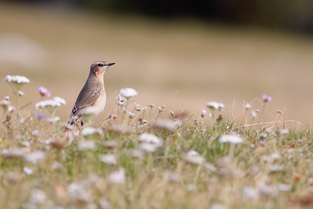 Stenskvtta / Northern Wheatear  