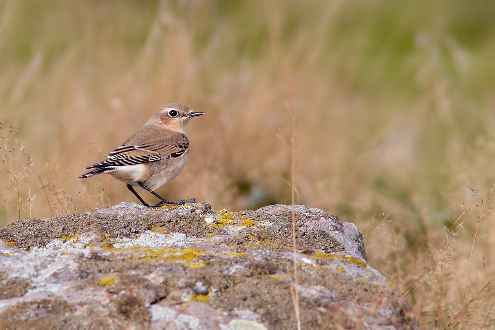 Stenskvtta / Northern Wheatear Oenanthe oenanthe 