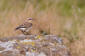 Stenskvtta / Northern Wheatear Oenanthe oenanthe 