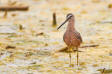 Long-billed Dowitcher / Strre beckasinsnpppa Limnodromus scolopaceus