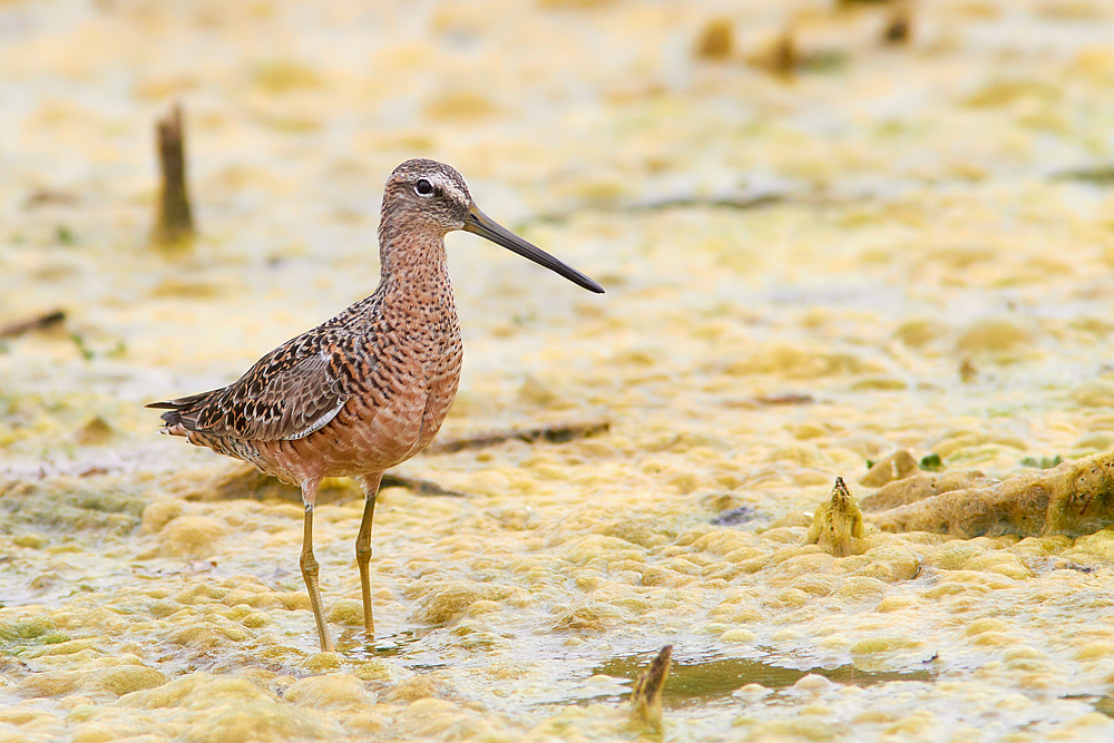 Long-billed Dowitcher / Strre beckasinsnpppa Limnodromus scolopaceus