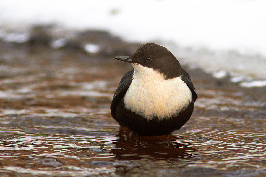 Strmstare / Dipper Cinclus cinclus 