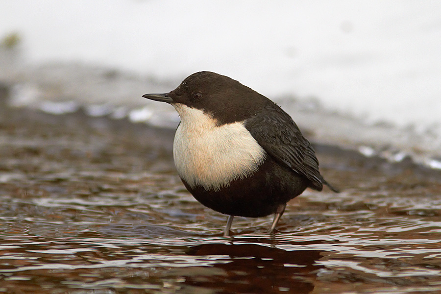 Strmstare / Dipper Cinclus cinclus 