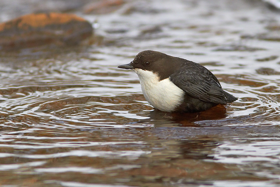 Strmstare / Dipper Cinclus cinclus 