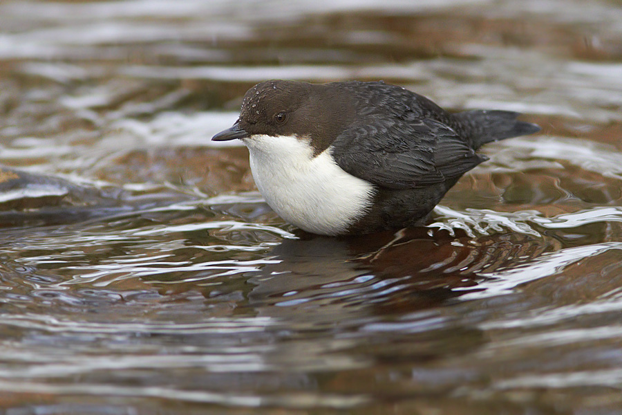 Strmstare / Dipper Cinclus cinclus 