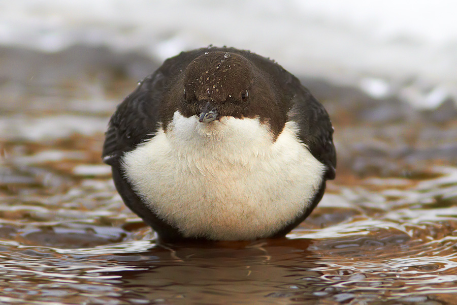 Strmstare / Dipper Cinclus cinclus 