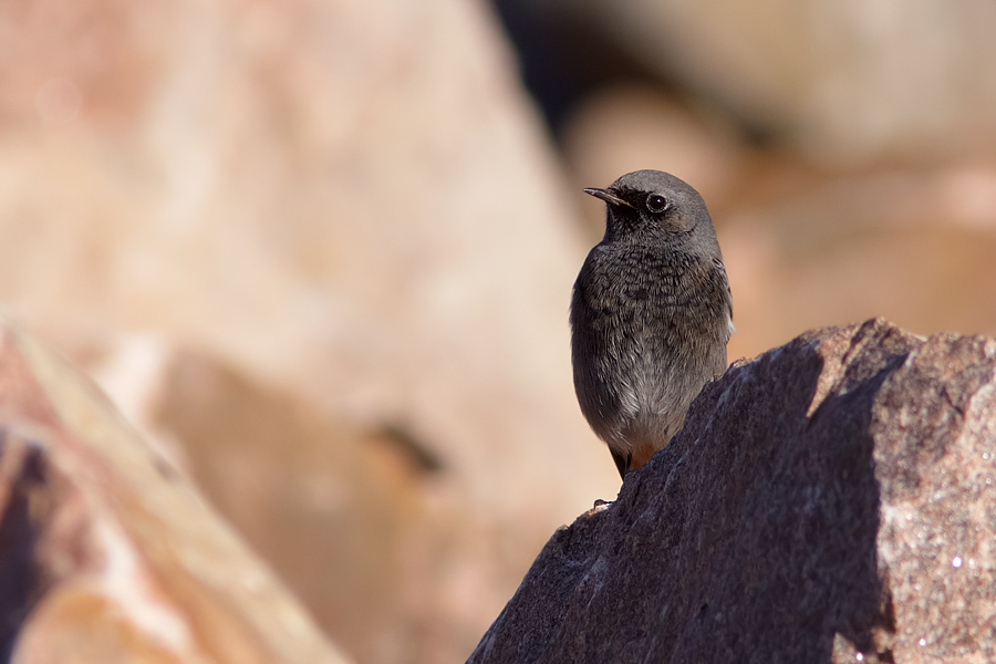 Svart rdstjrt / Black Redstart Phoenicurus ochruros