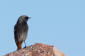 Svart rdstjrt / Black Redstart Phoenicurus ochruros