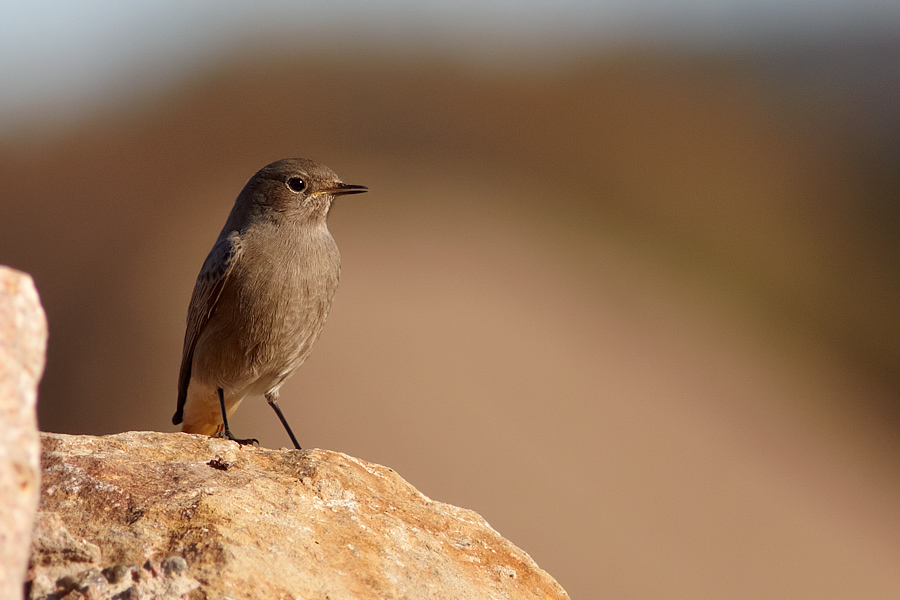 Svart rdstjrt / Black Redstart Phoenicurus ochruros