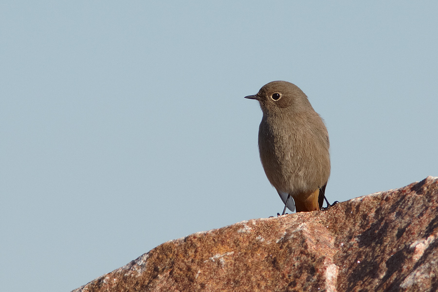 Svart rdstjrt / Black Redstart Phoenicurus ochruros