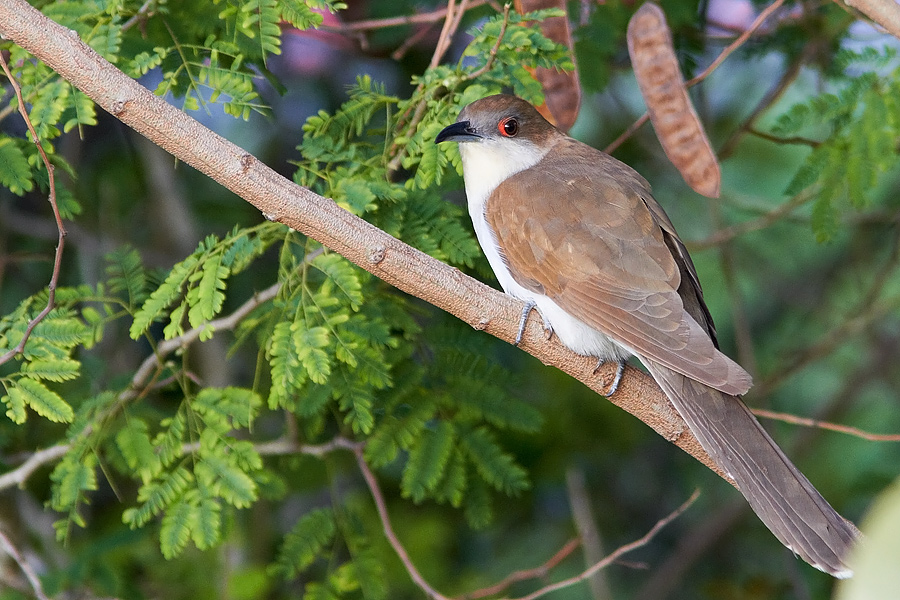 Svartnbbad regngk / Black-billed Cuckoo Coccyzus erythropthalmus