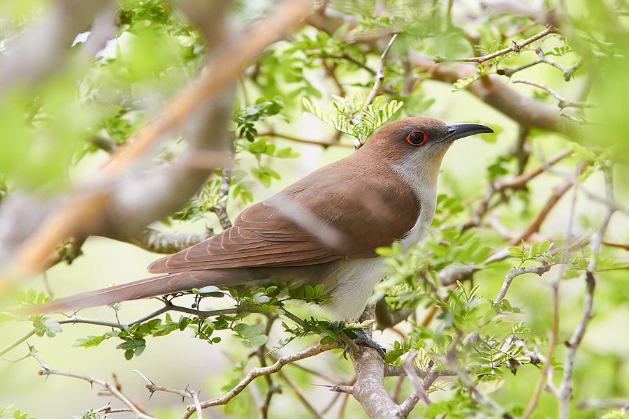 Svartnbbad regngk / Black-billed Cuckoo Coccyzus erythropthalmus