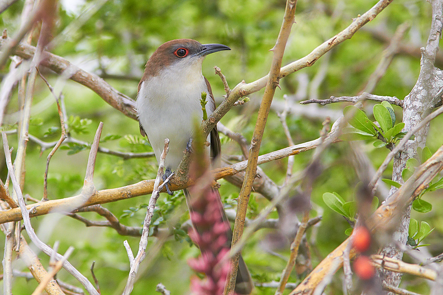 Svartnbbad regngk / Black-billed Cuckoo Coccyzus erythropthalmus