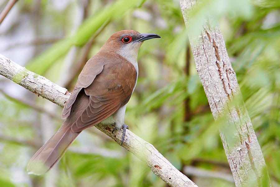 Svartnbbad regngk / Black-billed Cuckoo Coccyzus erythropthalmus