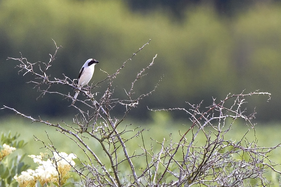 Svartpannad trnskata / Lesser Grey Shrike Lanius minor