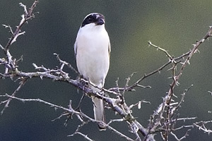 Svartpannad trnskata / Lesser Grey Shrike Lanius minor