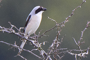 Svartpannad trnskata / Lesser Grey Shrike Lanius minor