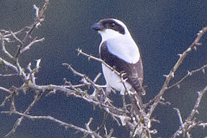 Svartpannad trnskata / Lesser Grey Shrike Lanius minor