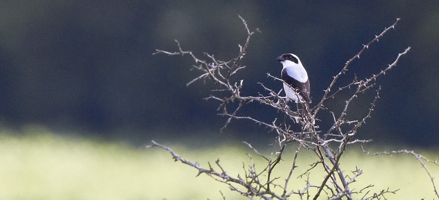 Svartpannad trnskata / Lesser Grey Shrike Lanius minor