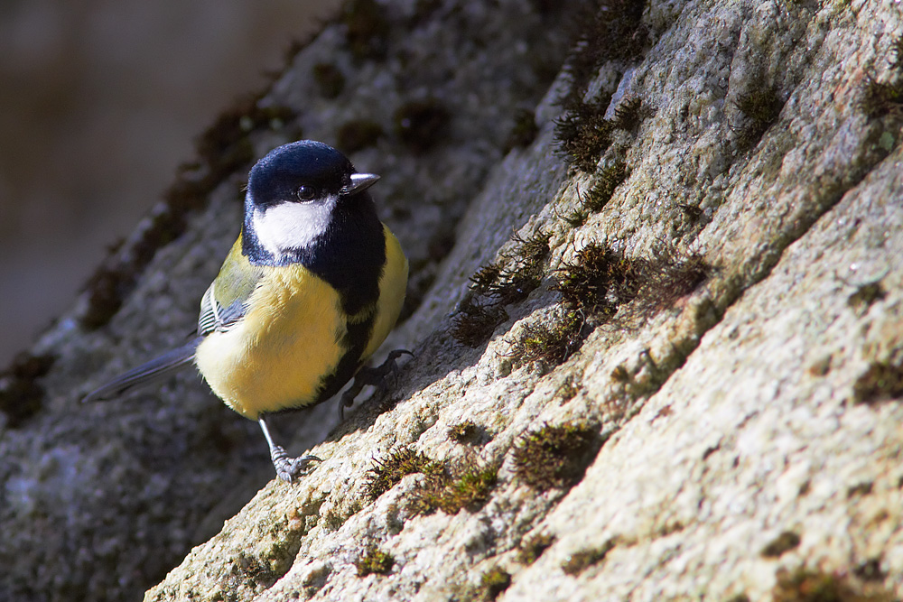 Talgoxe / Great Tit Parus major 