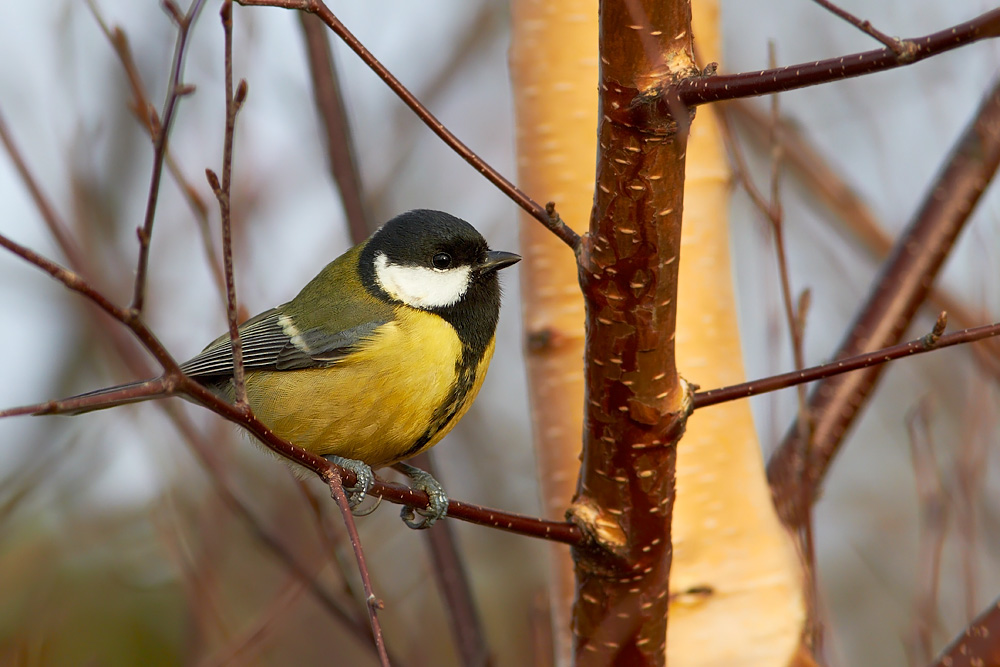 Talgoxe / Great Tit Parus major 