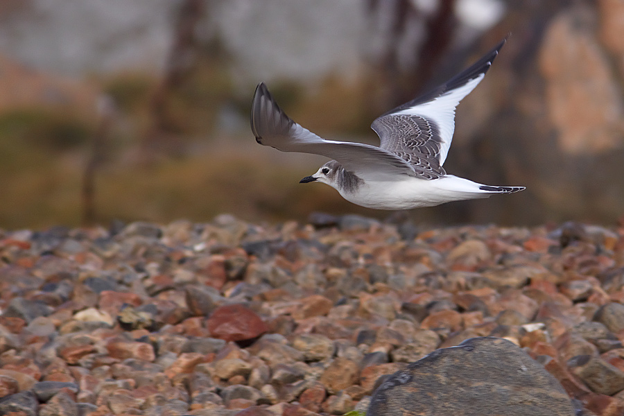 Trnms / Sabines Gull Larus sabini  