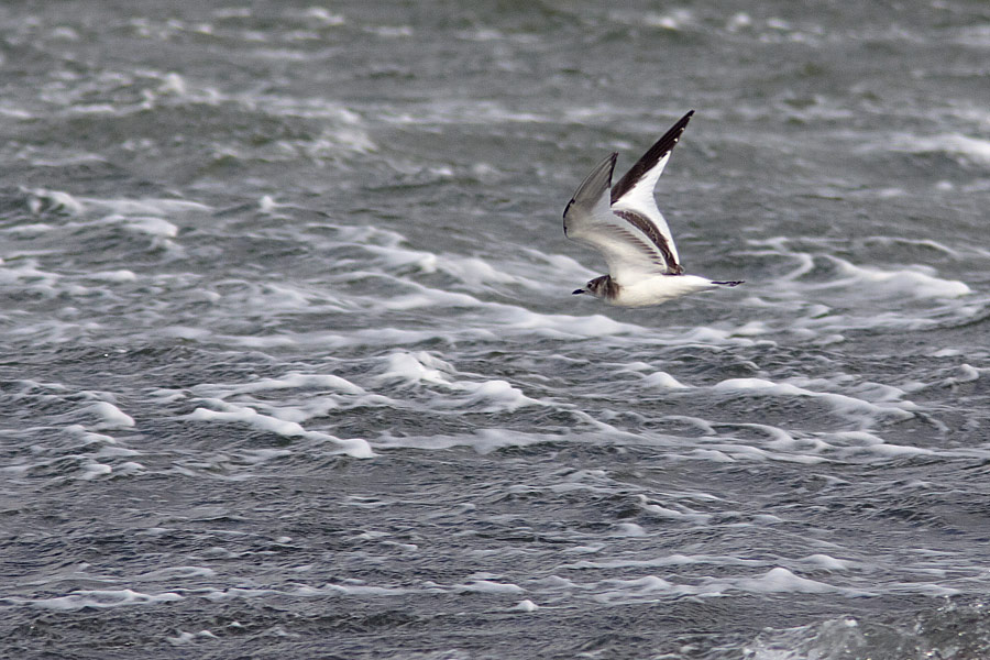 Trnms / Sabines Gull Larus sabini 