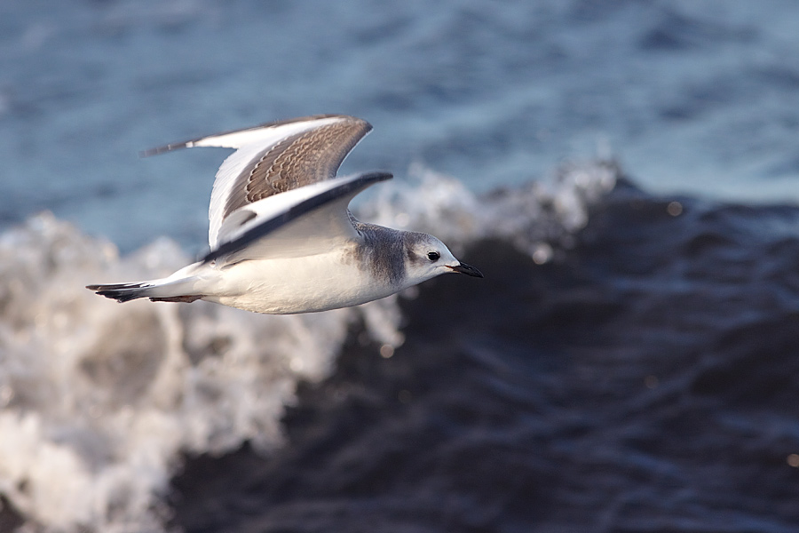 Trnms / Sabines Gull Larus sabini 