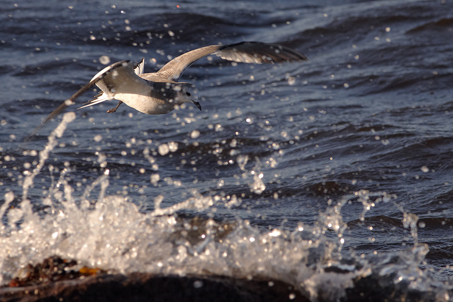 Trnms / Sabines Gull Larus sabini 