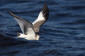 Trnms / Sabines Gull Larus sabini 