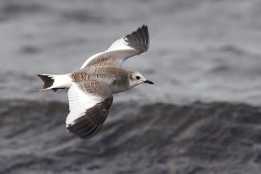 Trnms / Sabines Gull Larus sabini 