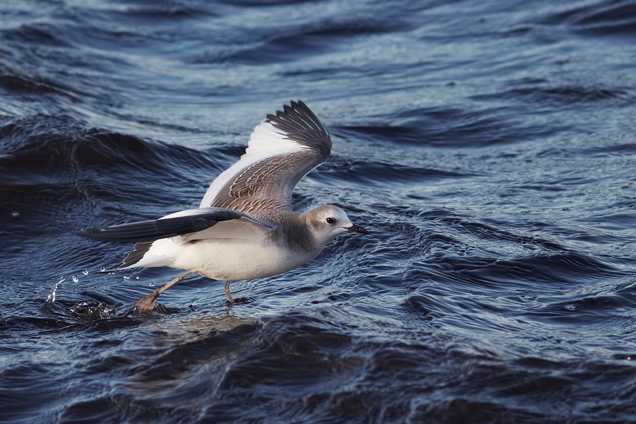 Trnms / Sabines Gull Larus sabini 