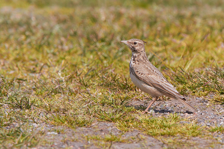 Tofslrka / Crested Lark Galerida cristata 