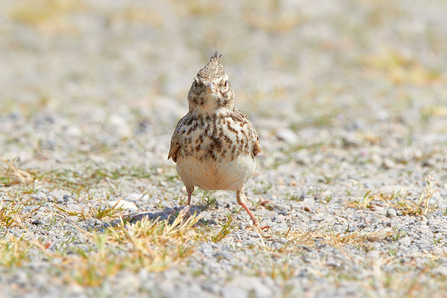 Tofslrka / Crested Lark Galerida cristata 